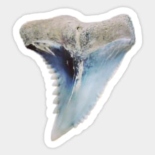 Pattern Blue Grey Shark Tooth Fossil Print Sticker